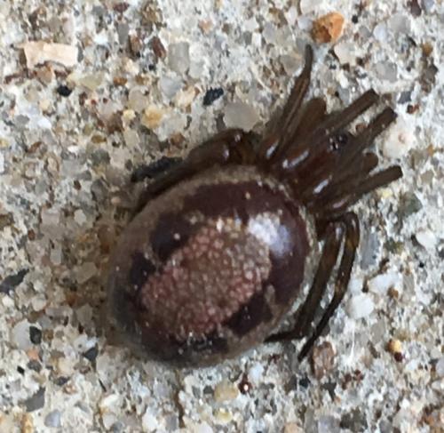 Réf. 193 820 : Steatoda nobilis